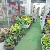 Gift And Indoor Plants Shop for Sale In Chennai